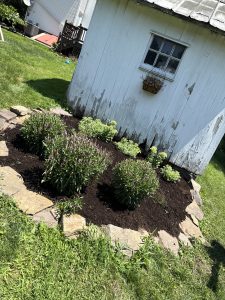 Fresh mulch and planted garden bed beside shed by Justin's Lawn Service